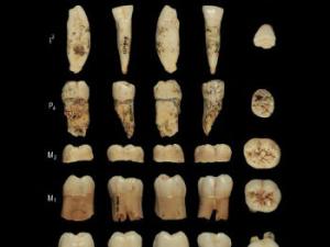 Un nuevo estudio de los dientes de Homo antecessor ratifica su proximidad con neandertales y humanos modernos. / CENIEH