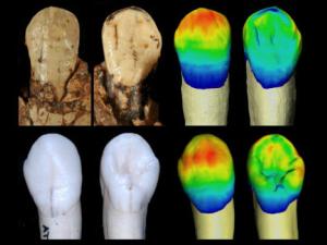 Los homínidos de la Sima de los Huesos se acercan cada vez más a los neandertales