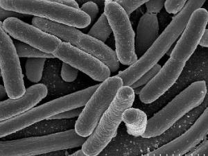 Escherichia coli, una de las muchas especies de bacterias presentes en el intestino humano. / Rocky Mountain Laboratories, NIAID, NIH - NIAID (WIKIMEDIA)