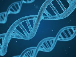 La proteasa Separasa facilita la reparación fiel del ADN en células humanas
