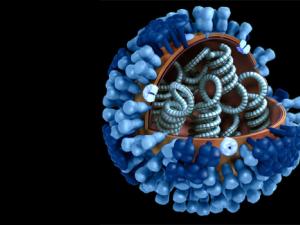 Ilustración gráfica del virus de la gripe. / Doug Jordan, M.A, USCDCP (PIXNIO)