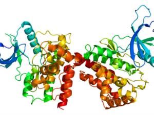 Estructura de la proteina JAK2. / Emw (WIKIMEDIA, CC BY-SA 3.0)