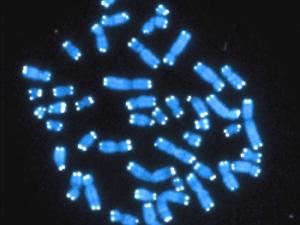 Cromosomas humanos (azul), cada uno con su par de telómeros (blanco). / Hesed Padilla-Nash and Thomas Ried, National Cancer Institute, National Institutes of Health (FLICKR)