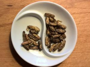 Los insectos tienen niveles elevados de proteínas animales y micronutrientes clave. / ChristophMeinersmann (PIXABAY)
