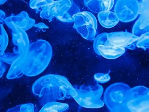 Limpiar los plásticos del agua con filtros de medusas