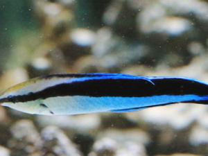 Fish Bluestreak cleaner wrasse, (Labroides dimidiatus) en el acuario marino de Praga “Sea world”, República Checa. / Karelj (WIKIMEDIA)