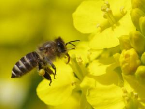 Una abeja asiática poliniza una planta de la familia de las Brasicáceas (Crucíferas). / Tetsuya Shimizu