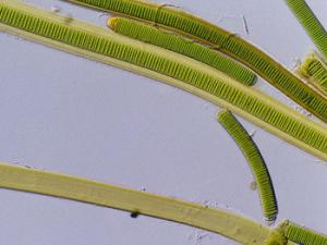 Cianobacteria filamentosa del género Lyngbya. / NASA (WIKIMEDIA)