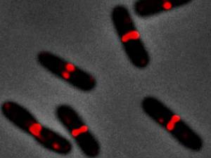 Imagen de bacterias Escherichia coli en el proceso de crecimiento activo. / CNB