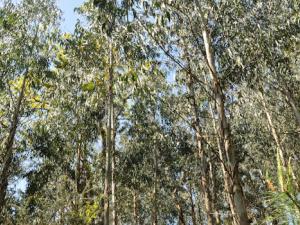 Plantación de eucaliptos en Okondo, Alava. / Maider Iglesias