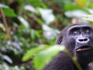 Gorila occidental de llanura en la selva de Ngaga, República del Congo./ Eloy Revilla