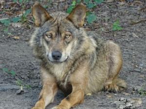 El estudio demuestra que hasta un 25% de los lobos no vive en manada. / (CSIC)
