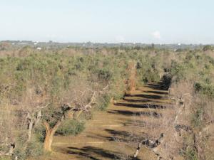 Campo de olivar afectado por Xylela fastidiosa subsp. pauca en la zona cero de la epidemia cerca de la ciudad de Gallipolli, Lecce, Italia. / Blanca Landa (IAS - CSIC)