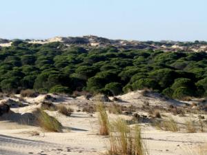 Halladas pruebas de poblamiento humano durante la prehistoria reciente en las marismas de Doñana