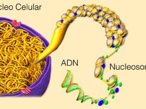 Recreación de un núcleo celular y sus nucleosomas./ JOAQUIM ROCA (IBMB)