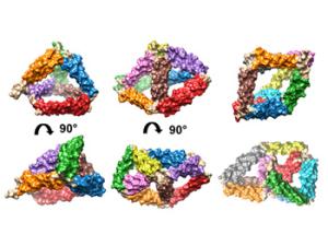 Caracterización estructural de jaulas proteicas de ‘origami’ utilizando microscopía electrónica. / Roberto Melero (CSIC)