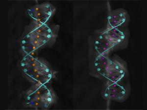 Recreación de dos moléculas de ADN. La de la derecha muestra una mayor sinuosidad. / CNB