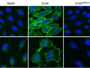 Las células indicadas se incubaron a 4 ° C durante 30 minutos con las proteínas recombinantes E194 y E194GAGmut etiquetadas con V5, y luego se lavaron exhaustivamente. Las proteínas se detectaron por inmunofluorescencia con un anticuerpo monoclonal anti-V5 y los núcleos celulares se tiñeron con DAPI. La proteína viral no relacionada SEMA se usó como control negativo. / Bruno Hernáez, et al. 2018. DOI: 10.1038/s41467-018-07772-z (CC BY 4.0)