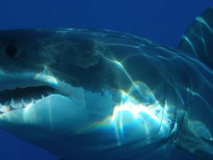 Los secretos que esconde el genoma del tiburón blanco. / Imagen de skeeze en Pixabay