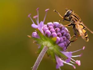 La riqueza biológica de México se debe en gran medida a los procesos de polinización que brindan los insectos como las abejas o mamíferos como los murciélagos. / nidan (PIXABAY)