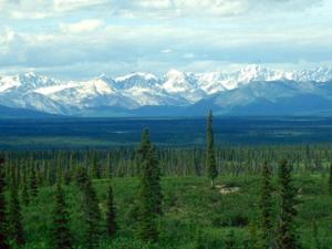 Taiga o bosque boreal, Denali Highway, Alaska. / L.B. Brubaker (WIKIMEDIA)