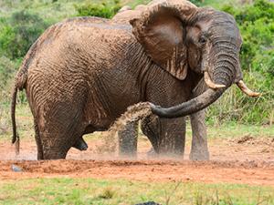 El parque nacional de Gorongosa contaba con miles de elefantes, cebras, búfalos y antílopes. / CreativePassion (PIXABAY)