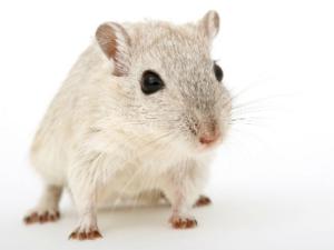 El equipo de Álvaro Fernández logra aumentar un 10% la longevidad de unos ratones en EE.UU.. / Meditations (PIXABAY)