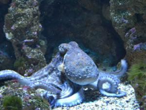 Los pulpos, los calamares o las jibias, descendientes de moluscos que perdieron sus conchas, son una muestra de que la evolución puede favorecer la aparición de cerebros en circunstancias muy diferentes y animales completamente distintos. / glocosala (PIXABAY)