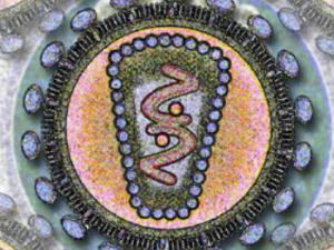 Representación del virus de la inmunodeficiencia humana.  / Los Alamos National Laboratory (WIKIMEDIA)