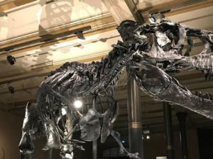 La española que revolucionará las colecciones de fósiles de los museos