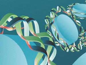La molécula de ADN, formada por una doble hélice, rodea dos veces las histonas formando los nucleosomas. Las zonas rosadas son las que están enriquecidas por pares de bases de Adenina/Timina. / Autora: Iris Joval Granollers