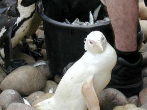 Pingüino (Spheniscus demersus) albino. / Adrian Pingstone (WIKIMEDIA)