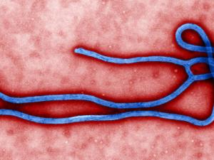 Morfología del virus del ébola. / Cynthia Goldsmith, USCDCP (PIXNIO)