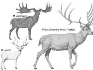 Describen al ciervo que pobló el valle del río Manzanares durante el Pleistoceno. / MNCN