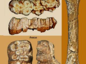 Algunos de los fósiles estudiados / MNCN-CSIC