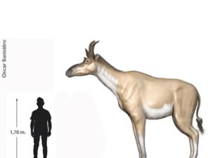 Relación de tamaño entre D. rex y humano. / María Ríos - Óscar Sanisidro - Israel M. Sánchez (MNCN)