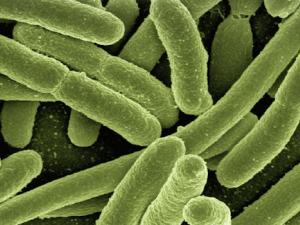 Escherichia coli. / Image by geralt on Pixabay