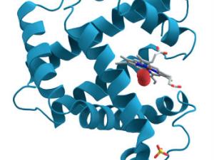 En la investigación se ha conseguido identificar un pequeño grupo de bloques de construcción sencillos de proteínas que probablemente existieron en las primeras etapas de la historia de la vida. / (WIKIMEDIA)