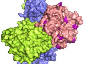 Estructura del complejo LKB1 (rosa) - STRAD (verde) - MO25 (azul). El cáncer que causa las mutaciones presentes en la superficie de LKB1 es de color púrpura. / Elton Zeqiraj (WIKIMEDIA - CC BY-SA 3.0)