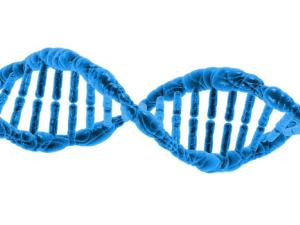 El ADN mitocondrial inicia la respuesta temprana del sistema inmunitario. / PublicDomainPictures (PIXABAY)