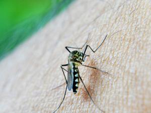 Más de 600 compuestos contra la malaria gracias a la ciencia abierta