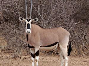 Hembra común beisa oryx (Oryx beisa beisa), Parque Nacional Awash, Etiopía. / Charles J Sharp. Sharp Photography, sharpphotography.co.uk (WIKIMEDIA - CC BY-SA 4.0)