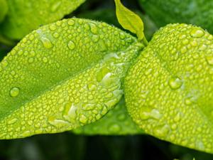 Así es como la lluvia propaga enfermedades de una planta a otra. / Imagen de stevepb en Pixabay