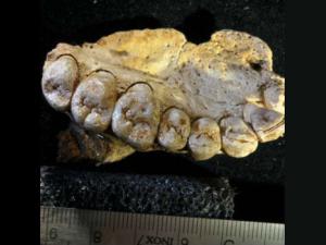 Imagen 3D del maxilar de Homo sapiens encontrado en la Cueva de Misliya (Israel)/ Israel Hershkovitz et al