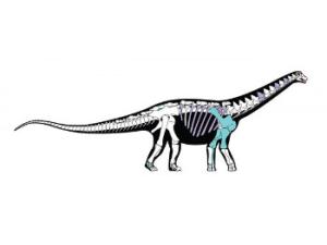 Reconstrucción esquelética del nuevo dinosaurio. Los huesos que se muestran en color son aquellos que se conservan en el fósil original / Andrew McAfee, Carnegie Museum of Natural History