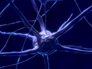 El agua que rodea a las neuronas permite observar la actividad cerebral