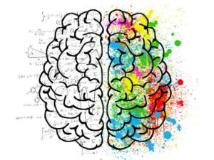 La capacidad cognitiva depende del tamaño de la corteza cerebral. / ElisaRiva (PIXABAY)