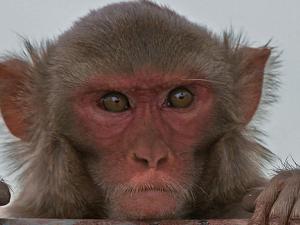 Macaco rhesus. / J.M.Garg (WIKIMEDIA COMMONS)