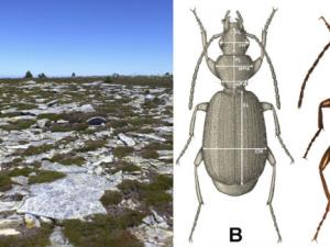 Descubierta una nueva especie de insecto en la alta montaña del Sistema Ibérico