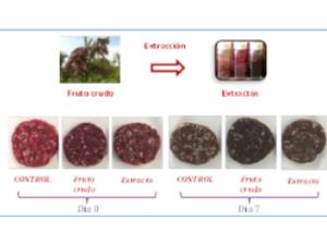 Aplicación del fruto del mortiño (fruto crudo) y sus extractos a hamburguesas, y evolución del deterioro del color de las mismas durante su almacenamiento a refrigeración. / UAM